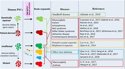 Modeling Neurological Diseases With Human <mark class="highlighted">Brain Organoids</mark>